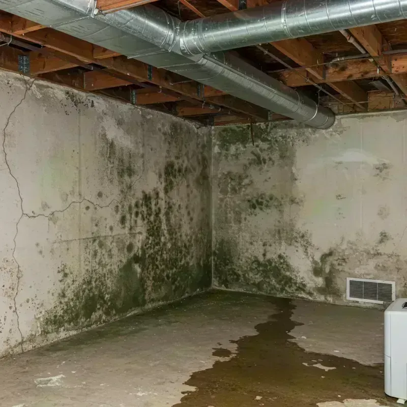 Professional Mold Removal in Atoka, OK